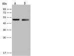 C14orf80 Polyclonal Antibody