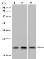 Dynactin 3 Antibody in Western Blot (WB)