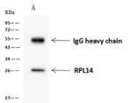 RPL14 Antibody in Immunoprecipitation (IP)
