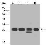 RPL14 Antibody in Western Blot (WB)