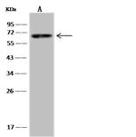 SPAG16 Antibody in Western Blot (WB)