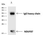 NDUFB7 Antibody in Immunoprecipitation (IP)