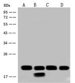 NDUFB7 Antibody in Western Blot (WB)