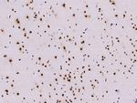 KHSRP Antibody in Immunohistochemistry (Paraffin) (IHC (P))