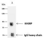 KHSRP Antibody in Immunoprecipitation (IP)