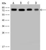 KHSRP Antibody in Western Blot (WB)