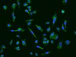 TPK1 Antibody in Immunocytochemistry (ICC/IF)