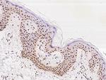 MYST2 Antibody in Immunohistochemistry (Paraffin) (IHC (P))