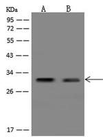 LYG2 Polyclonal Antibody