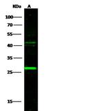 SLAMF8 Antibody in Western Blot (WB)
