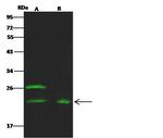 Epo Antibody in Western Blot (WB)