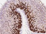 CRELD2 Polyclonal Antibody