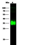 LGMN Polyclonal Antibody