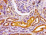 GRK3 Antibody in Immunohistochemistry (Paraffin) (IHC (P))