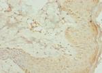 AGPAT2 Antibody in Immunohistochemistry (Paraffin) (IHC (P))