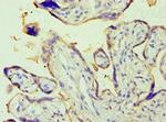 Placental Alkaline Phosphatase Polyclonal Antibody