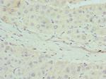 Apolipoprotein M Polyclonal Antibody