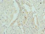 Apolipoprotein M Antibody in Immunohistochemistry (Paraffin) (IHC (P))