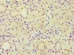 ARF3 Polyclonal Antibody