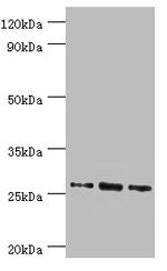 Azurocidin Antibody in Western Blot (WB)