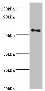 BLK Antibody in Western Blot (WB)