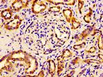 eIF4A2 Antibody in Immunohistochemistry (Paraffin) (IHC (P))