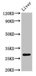 CDX1 Antibody in Western Blot (WB)