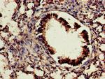 CDX4 Antibody in Immunohistochemistry (Paraffin) (IHC (P))