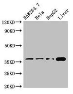 CDX4 Antibody in Western Blot (WB)