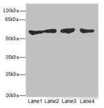 CLK1 Antibody in Western Blot (WB)