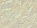 LZIP Polyclonal Antibody