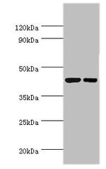 LZIP Antibody in Western Blot (WB)