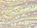 CYP3A5 Antibody in Immunohistochemistry (Paraffin) (IHC (P))