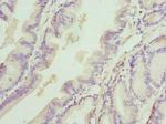 DEDD Polyclonal Antibody
