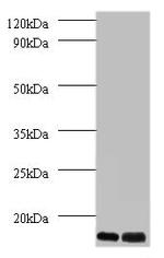 MP68 Polyclonal Antibody
