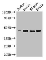 DOK2 Antibody in Western Blot (WB)