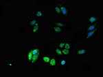 DPM1 Polyclonal Antibody