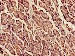 DPM1 Antibody in Immunohistochemistry (Paraffin) (IHC (P))