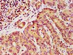 DPPA5 Antibody in Immunohistochemistry (Paraffin) (IHC (P))