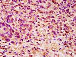 DPPA5 Antibody in Immunohistochemistry (Paraffin) (IHC (P))