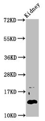 DPPA5 Antibody in Western Blot (WB)