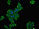 DPYS Polyclonal Antibody