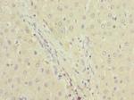 DPYS Antibody in Immunohistochemistry (Paraffin) (IHC (P))