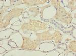DPYS Polyclonal Antibody