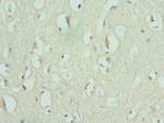 ENTPD2 Antibody in Immunohistochemistry (Paraffin) (IHC (P))