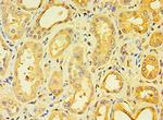 ENTPD5 Antibody in Immunohistochemistry (Paraffin) (IHC (P))