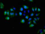 EphA5 Polyclonal Antibody
