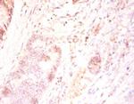 FAM110B Antibody in Immunohistochemistry (Paraffin) (IHC (P))