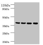 FAM110B Antibody in Western Blot (WB)