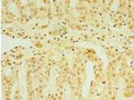 FGF6 Antibody in Immunohistochemistry (Paraffin) (IHC (P))